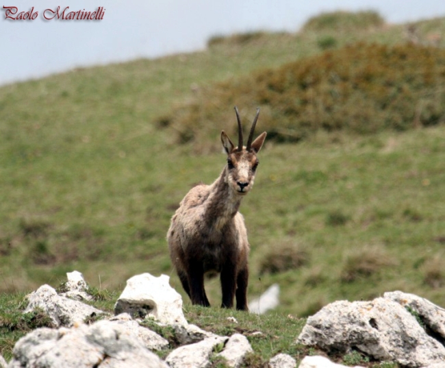 Camoscio d''Abruzzo Rupicapra pyrenaica ornata